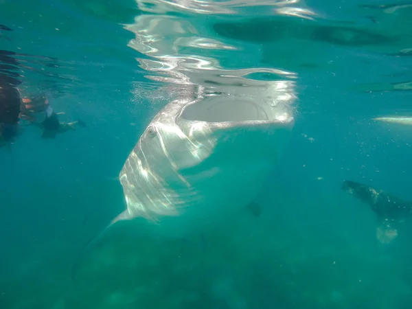 Úszás Snorkeling Nagy Bálna Cápák Szórakozás Turisták Számára Város Oslob — Stock Fotó