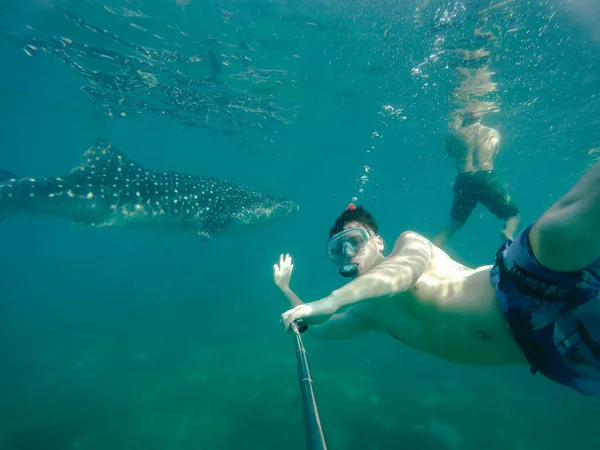 Úszás Snorkeling Nagy Bálna Cápák Szórakozás Turisták Számára Város Oslob — Stock Fotó