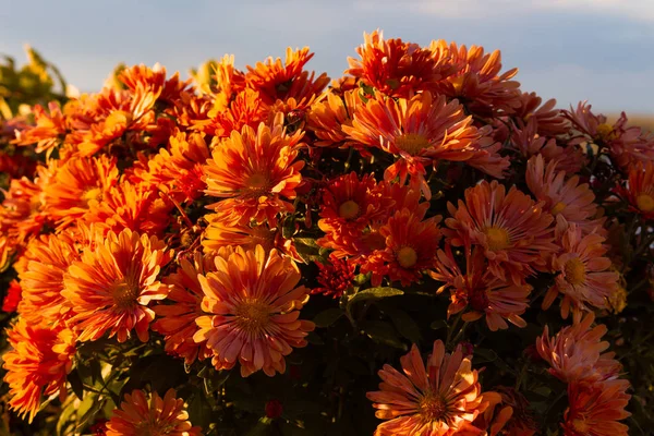 Blumenbeet Aus Roten Und Rosa Blumen Sonnenuntergangsfarbe Auf Dem Hintergrund — Stockfoto