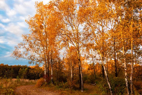 En höst Björk-Lund bland orange gräs — Stockfoto