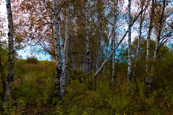 Um bosque de vidoeiro de outono entre grama laranja — Fotografia de Stock