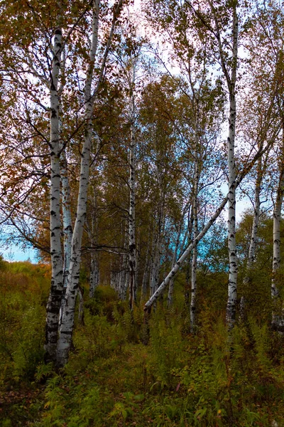 Een herfst berk grove onder oranje gras — Stockfoto