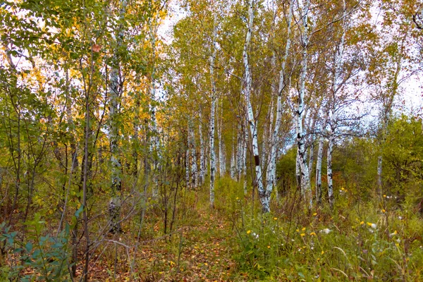 Um bosque de vidoeiro de outono entre grama laranja — Fotografia de Stock