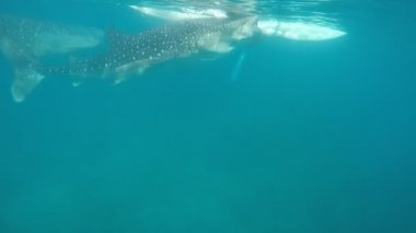 Turistlere balina köpekbalıkları Oslob şehri yakınlarında denize sıfır Island, Cebu üzerinde Filipinler yüzmek. Doğada köpekbalığı besleme izle.