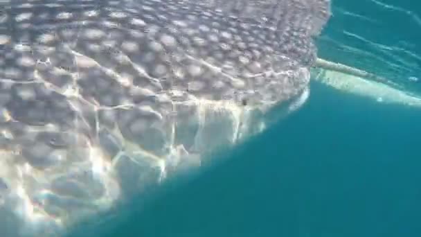 Turisti Nuotano Mare Con Squali Balena Vicino Alla Città Oslob — Video Stock