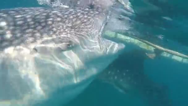 在菲律宾宿务岛奥斯洛布市附近 游客们与鲸鲨一起在海里游泳 注意大自然中鲨鱼的喂养 1920X1080 Gopro — 图库视频影像