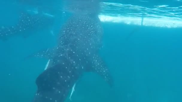 Turistas Nadam Mar Com Tubarões Baleia Perto Cidade Oslob Ilha — Vídeo de Stock