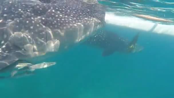 Los Turistas Nadan Mar Con Tiburones Ballena Cerca Ciudad Oslob — Vídeo de stock