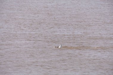 Khabarovsk, Rusya - 08 Ağustos 2019: Amur nehri üzerinde Khabarovsk kenti yakınlarında sel. Yaklaşık 159 santimetre de Amur nehri seviyesi.