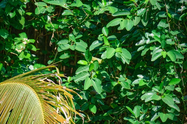 Тропічний птах на зелених деревах . — стокове фото