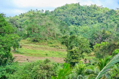 Panay Filipinleri 'ndeki vahşi orman.