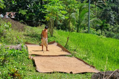 Panay, Filipinler - 24 Ocak 2020: Panay Filipinler adasından bir köylü güneşte pirinç kurutur. Toplanan pirincin üzerinde yalınayak yürümek.