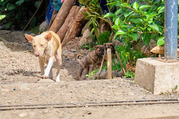 Dorpshond op het eiland Panay Filipijnen. — Stockfoto