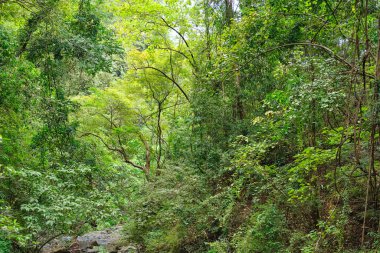 Panay Filipinleri 'ndeki vahşi orman