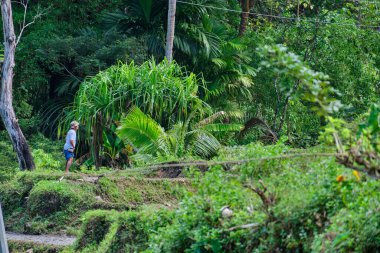 Panay Filipinleri 'ndeki vahşi orman