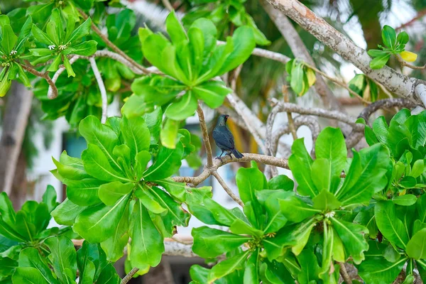 Тропическая Птица Зеленых Деревьях — стоковое фото