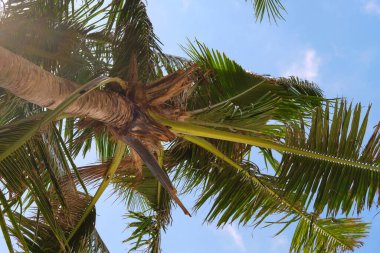 Güneş, bir hurma ağacının yapraklarının arkasında.