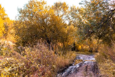 Sonbahar ormanındaki huş ağaçları turuncu ve sarı yapraklarla kaplıdır. Gün batımına karşı.