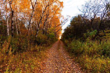 Sonbahar ormanındaki huş ağaçları turuncu ve sarı yapraklarla kaplıdır. Gün batımına karşı.