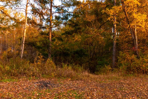 Ptáci Podzimním Lese Jsou Pokryti Oranžovými Žlutými Listy Proti Zapadajícímu — Stock fotografie