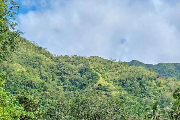 菲律宾帕纳伊岛上的野生森林 — 图库照片