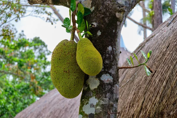Jackfrukt Växer Naturlig Miljö Panay Filippinerna — Stockfoto