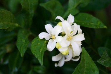 Murraya paniculata çiçek yakın çekim