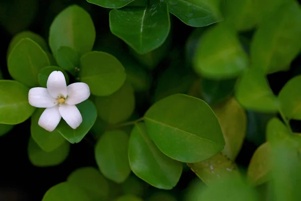 M加速 Ya Paniculata 花关闭 — 图库照片