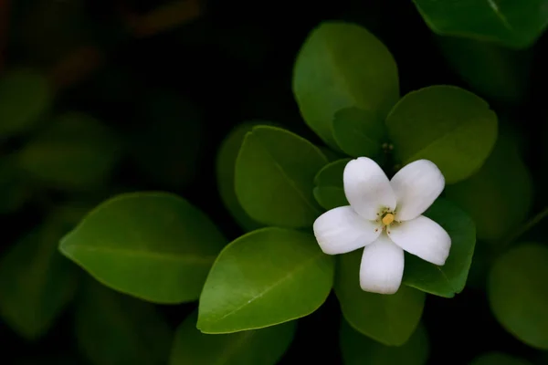 Murraya paniculata-Blüte — Stockfoto