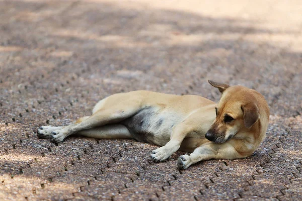 Un perro está durmiendo en el camino — Foto de Stock