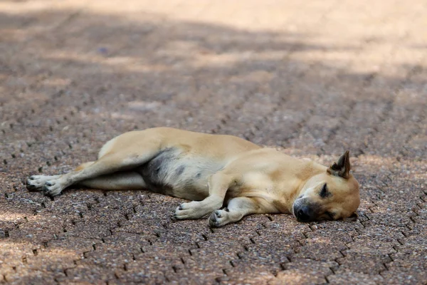 Un perro está durmiendo en el camino — Foto de Stock