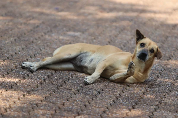 A Dog is sleeping on the road — Stock Photo, Image