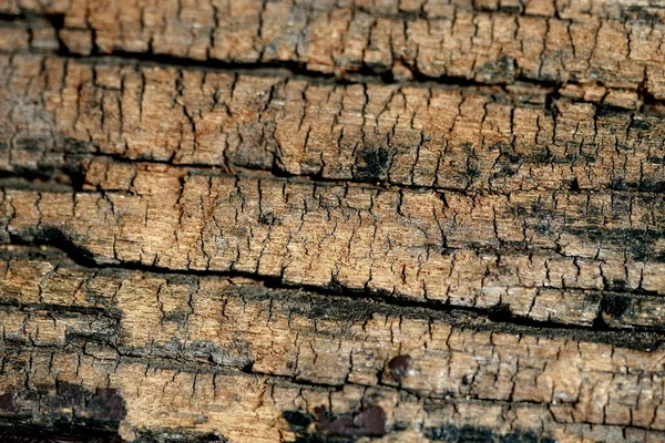 Wooden Bark Texture Background — Stock Photo, Image