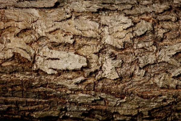 Fundo de textura de casca de madeira — Fotografia de Stock