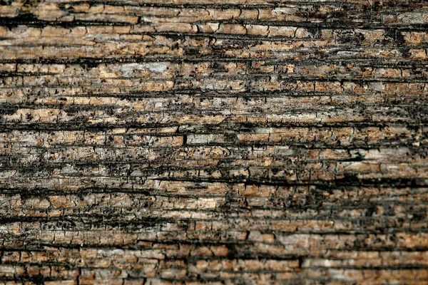 Fundo de textura de casca de madeira — Fotografia de Stock