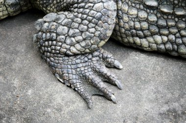 Çiftlikte büyük timsah ayağı, Tayland