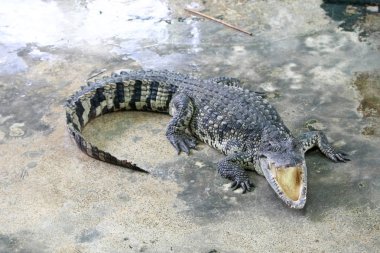 Çiftlikte büyük timsah, Tayland