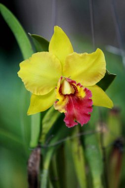 Sarı Cattleya orkidesi, Tayland çiçeği