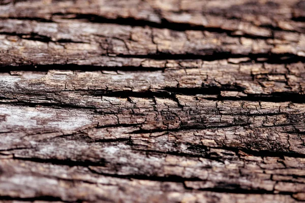 Bark textur bakgrund, tapet, mönster närbild — Stockfoto