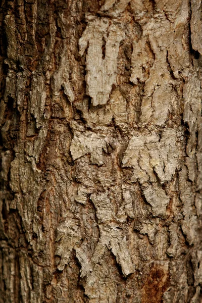 Bark textur bakgrund, tapet, mönster närbild — Stockfoto