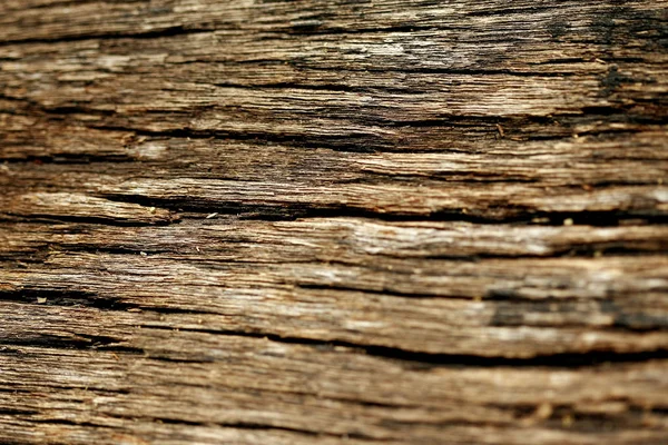 Bark textur bakgrund, tapet, mönster närbild — Stockfoto