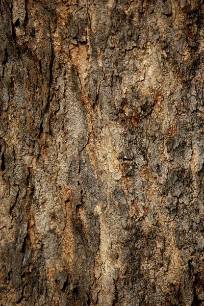 樹皮のテクスチャの背景,壁紙,パターンを閉じる — ストック写真