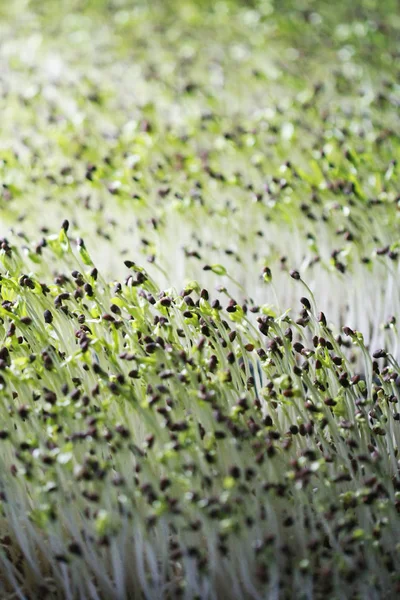 Morning glory Microgreen organic, close up, Planting plot — стоковое фото