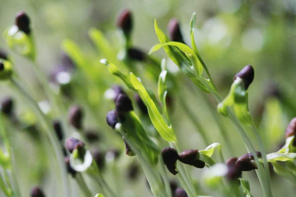 Gloria dimineții Microgreen organic, close up, Plantarea complot — Fotografie, imagine de stoc