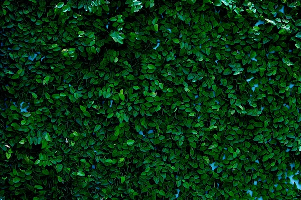 Leaves texture background , wallpaper pattern — Stock Photo, Image