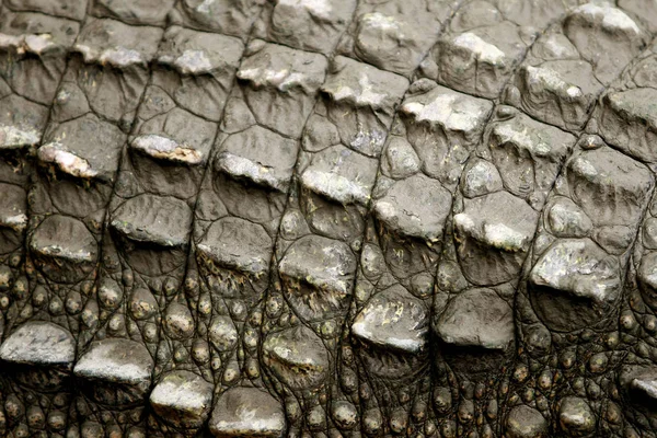 Çiftlikte büyük timsahın derisi, Tayland