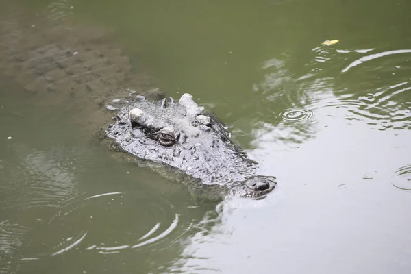 Wielki krokodyl na farmie, Tajlandia — Zdjęcie stockowe