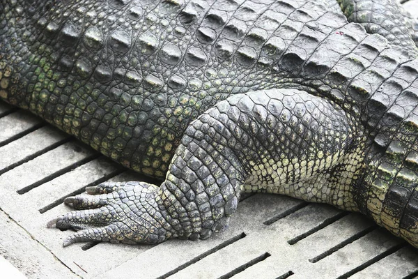 Wielka krokodyl stopa na farmie, Tajlandia — Zdjęcie stockowe