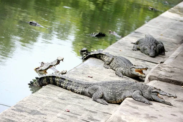 Nagy krokodil a farmon, Thaiföld — Stock Fotó