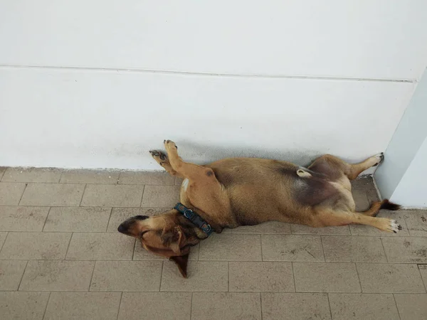 Alvó kutya az út szélén — Stock Fotó